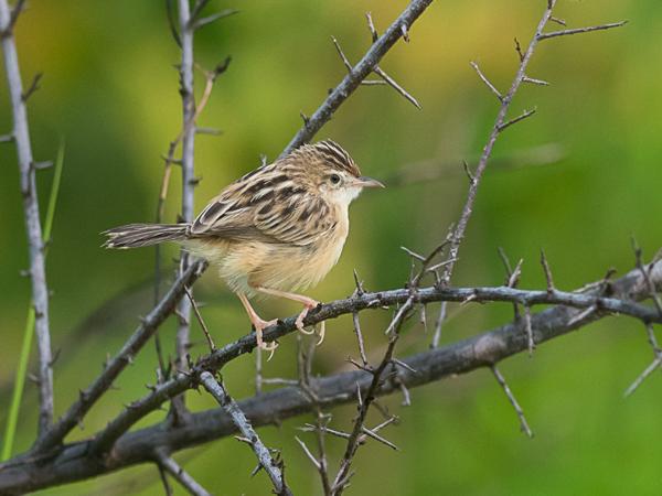 <h3><a href="/trips/srilanka/biota/animalia/chordata/aves/040 passeriformes/088 cisticolidae/cisticola juncidis/cisticola juncidis-nl.html">Cisticola&nbsp;juncidis</a> / Zitting&nbsp;cisticola / Graszanger</h3>NIKON D500 met AF-S Nikkor 300mm f/2.8G IF-ED VR II, 1/1250 sec  bij F5.0, ISO 1250, afstand 10.0&nbsp;m